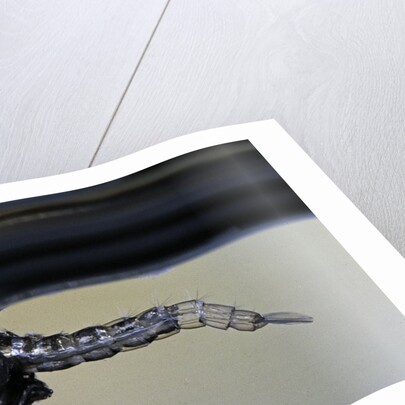 Culex pipiens (common house mosquito) - emerging from under the water surface by Anonymous