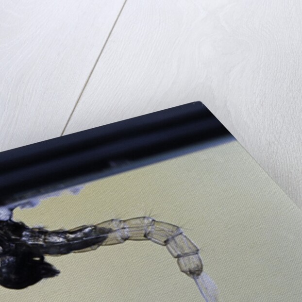 Culex pipiens (common house mosquito) - emerging from under the water surface by Anonymous