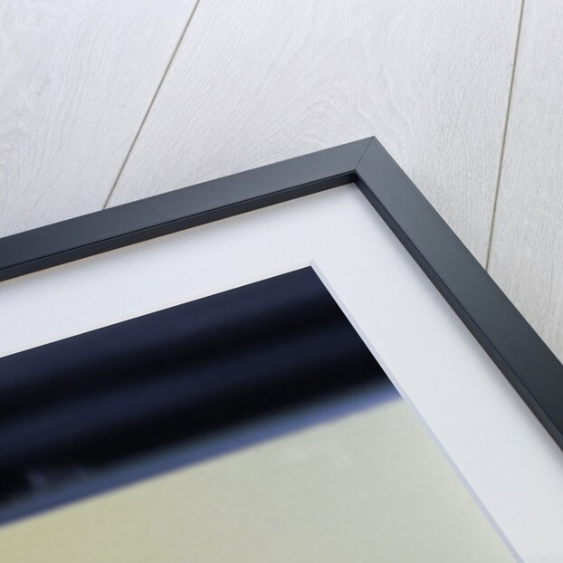 Culex pipiens (common house mosquito) - emerging from under the water surface by Anonymous