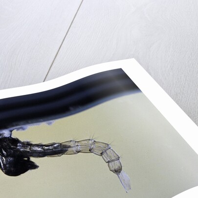 Culex pipiens (common house mosquito) - emerging from under the water surface by Anonymous