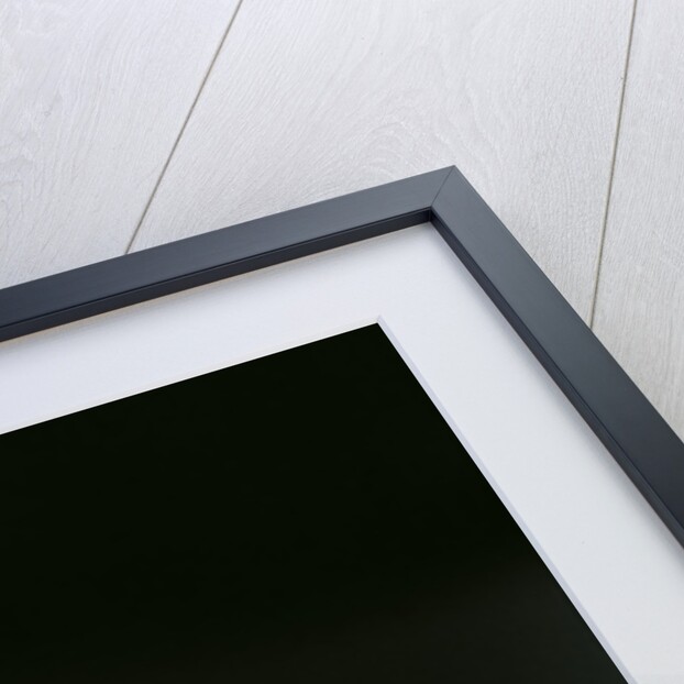 Culex pipiens (common house mosquito) - female by Anonymous