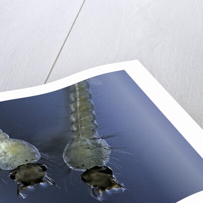 Culex pipiens (common house mosquito) - larvae by Anonymous