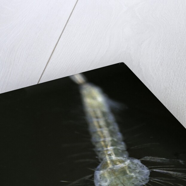 Culex pipiens (common house mosquito) - larva by Anonymous