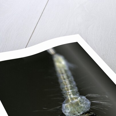 Culex pipiens (common house mosquito) - larva by Anonymous