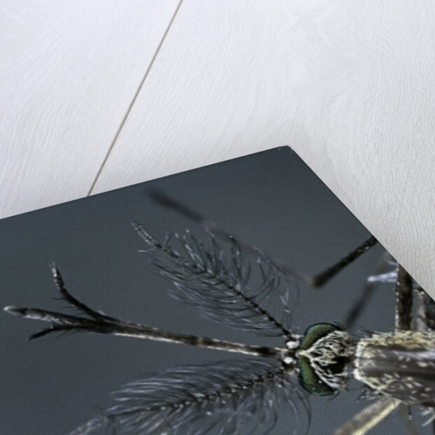 Culex pipiens (common house mosquito) - male by Anonymous