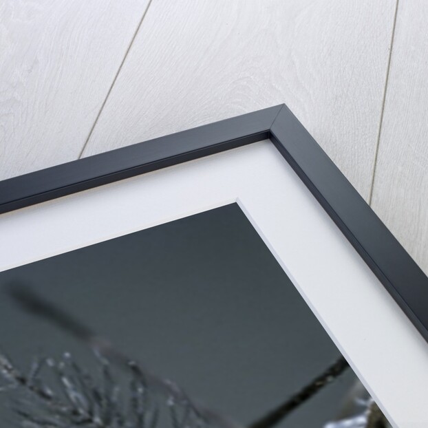 Culex pipiens (common house mosquito) - male by Anonymous