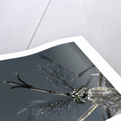 Culex pipiens (common house mosquito) - male by Anonymous