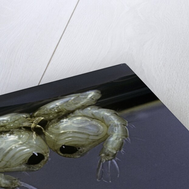 Culex pipiens (common house mosquito) - pupae by Anonymous