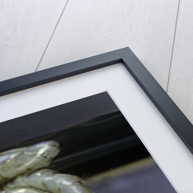 Culex pipiens (common house mosquito) - pupae by Anonymous