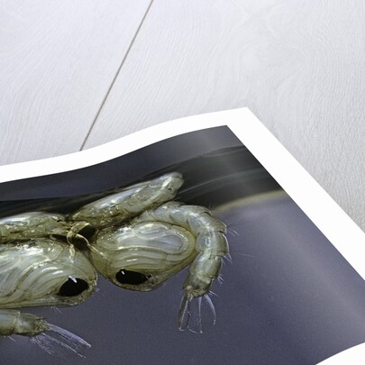 Culex pipiens (common house mosquito) - pupae by Anonymous