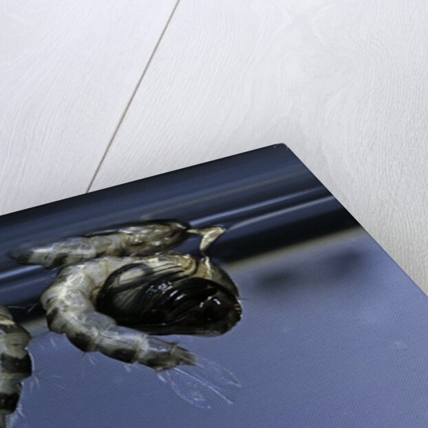 Culex pipiens (common house mosquito) - old pupae by Anonymous