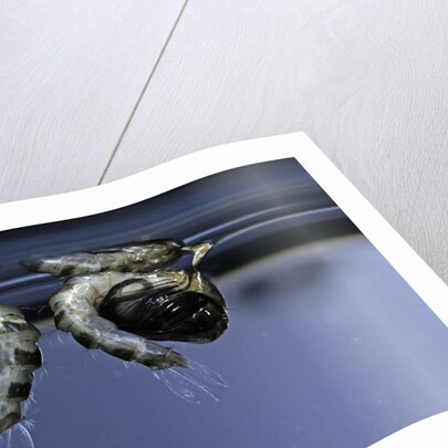 Culex pipiens (common house mosquito) - old pupae by Anonymous