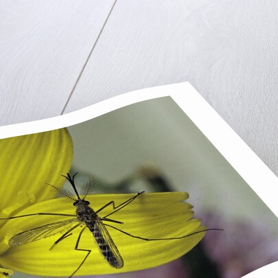 Culex pipiens (common house mosquito) - on a flower by Corbis