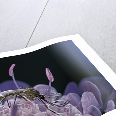 Culex pipiens (common house mosquito) - on a flower by Anonymous