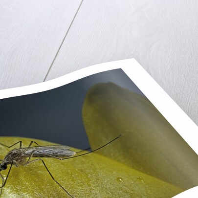 Culex pipiens (common house mosquito) - on a flower by Anonymous