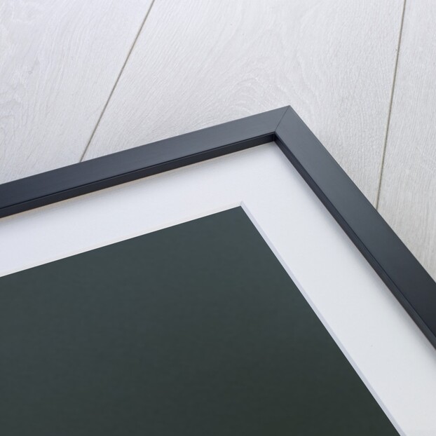 Culex pipiens (common house mosquito) - on a flower by Anonymous