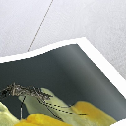 Culex pipiens (common house mosquito) - on a flower by Anonymous