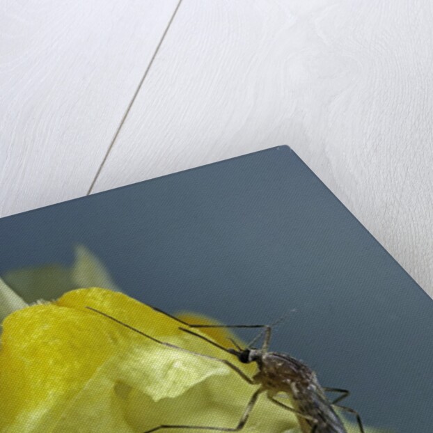 Culex pipiens (common house mosquito) - on a flower by Anonymous