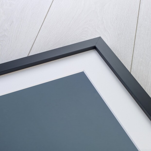 Culex pipiens (common house mosquito) - on a flower by Anonymous