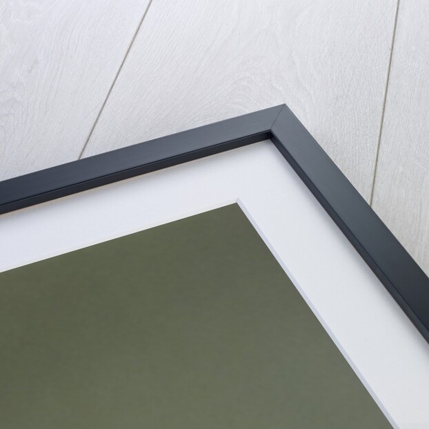 Culex pipiens (common house mosquito) - on a flower by Anonymous