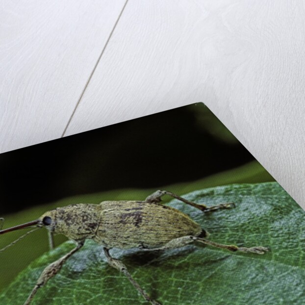 Curculio elephas (chestnut weevil) by Anonymous