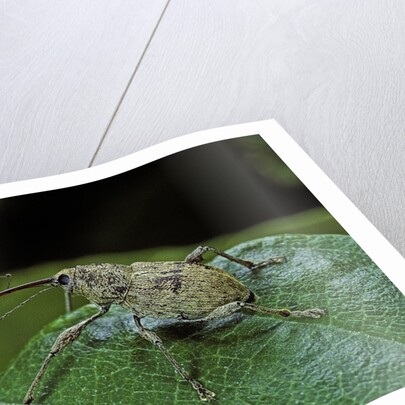 Curculio elephas (chestnut weevil) by Anonymous
