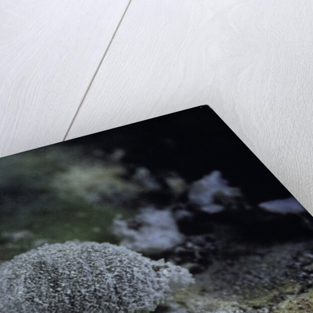 Dactylopius coccus (opuntia cochineal scale) by Anonymous