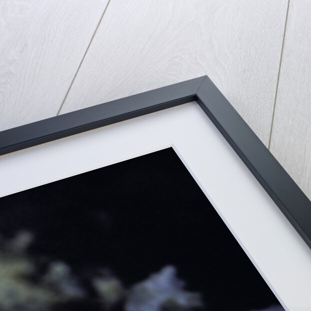 Dactylopius coccus (opuntia cochineal scale) by Anonymous