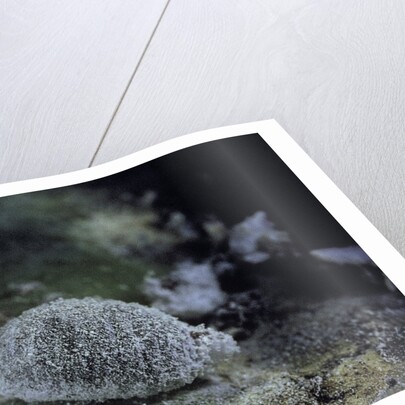 Dactylopius coccus (opuntia cochineal scale) by Anonymous