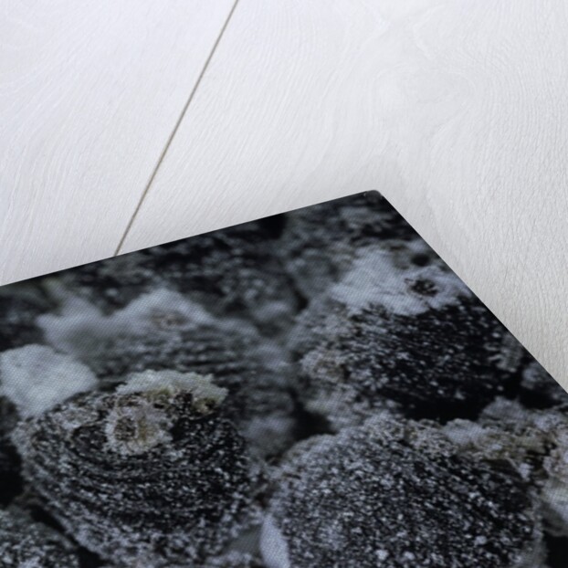 Dactylopius coccus (opuntia cochineal scale) by Anonymous