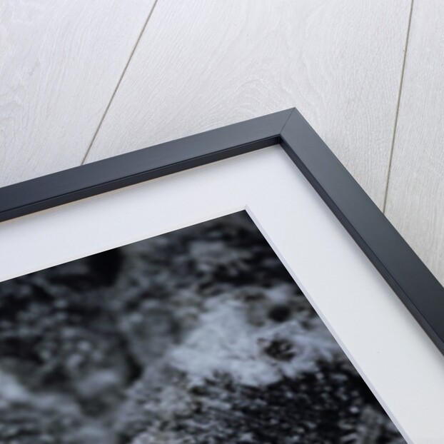 Dactylopius coccus (opuntia cochineal scale) by Anonymous