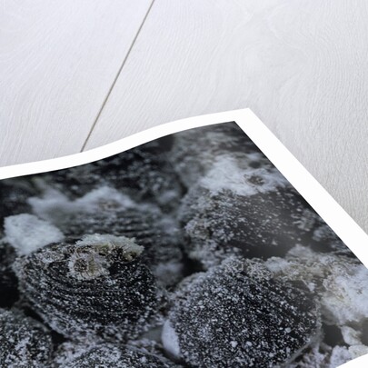 Dactylopius coccus (opuntia cochineal scale) by Anonymous