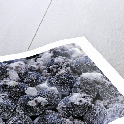 Dactylopius coccus (opuntia cochineal scale) by Anonymous