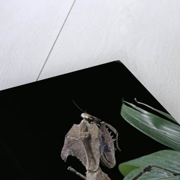 Deroplatys desiccata (giant dead leaf mantis) by Anonymous