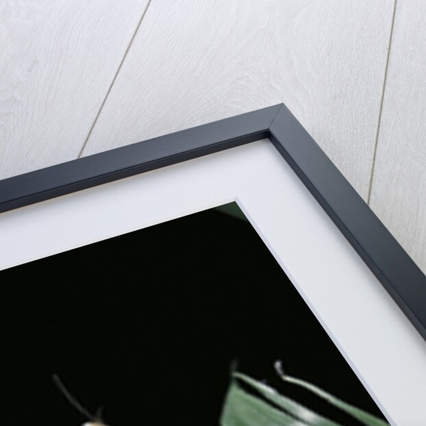 Deroplatys desiccata (giant dead leaf mantis) by Anonymous