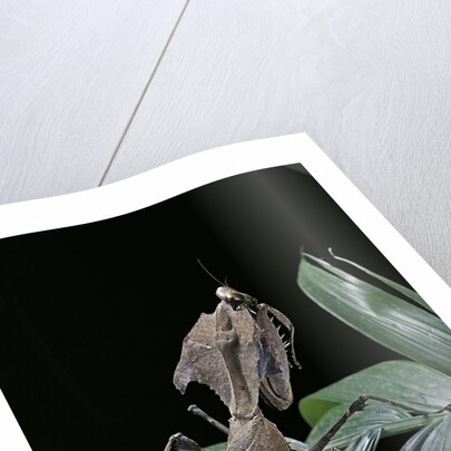 Deroplatys desiccata (giant dead leaf mantis) by Anonymous