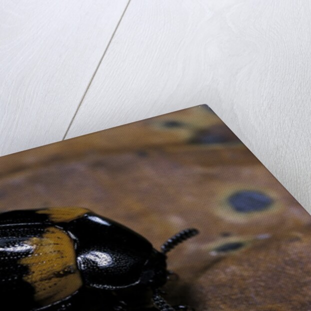 Diaperis boleti (darkling beetle) by Anonymous