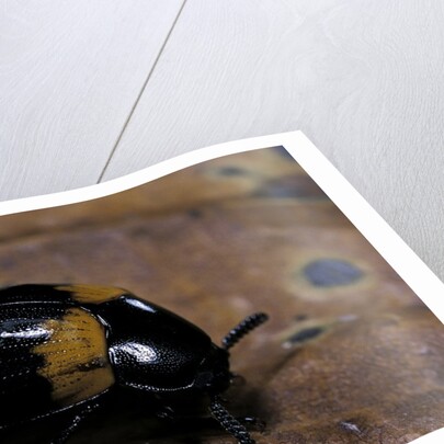 Diaperis boleti (darkling beetle) by Anonymous