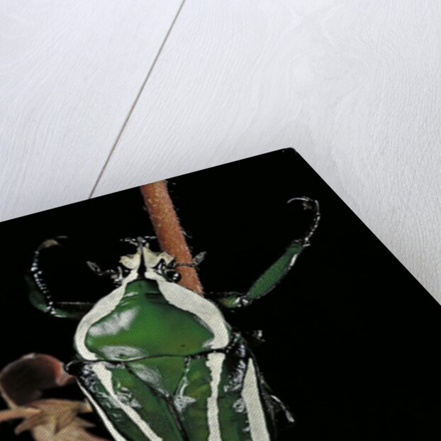 Dicronorrhina derbyana layardi (flower chafer) by Anonymous