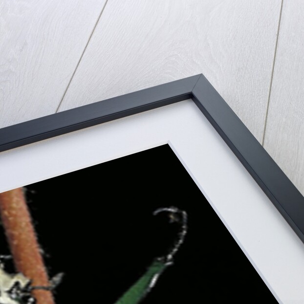 Dicronorrhina derbyana layardi (flower chafer) by Anonymous