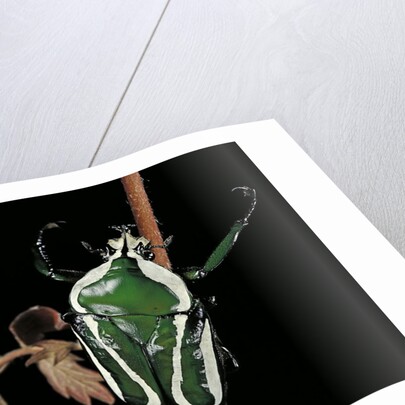 Dicronorrhina derbyana layardi (flower chafer) by Anonymous