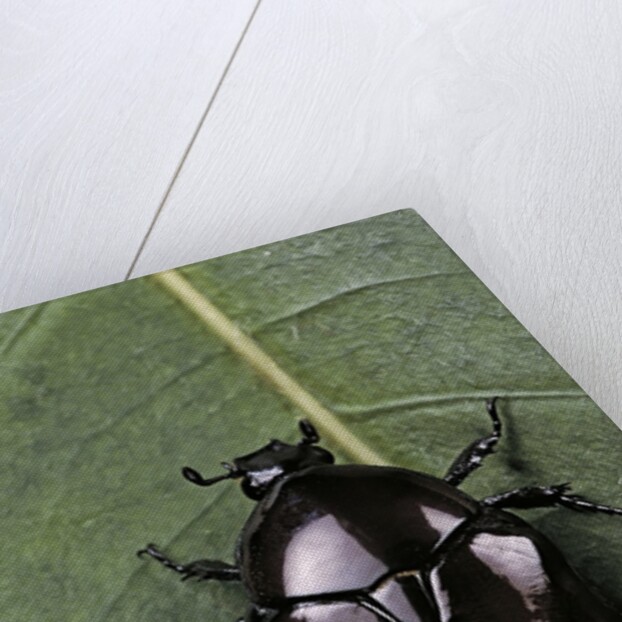 Diplognatha gagates (flower chafer) by Anonymous
