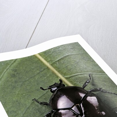 Diplognatha gagates (flower chafer) by Anonymous