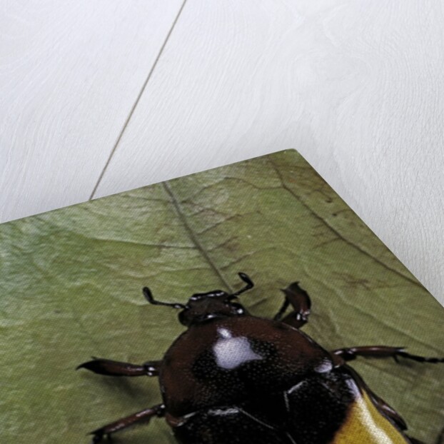 Dyspilophora abbreviata (flower beetle) by Anonymous