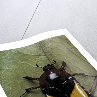 Dyspilophora abbreviata (flower beetle) by Anonymous