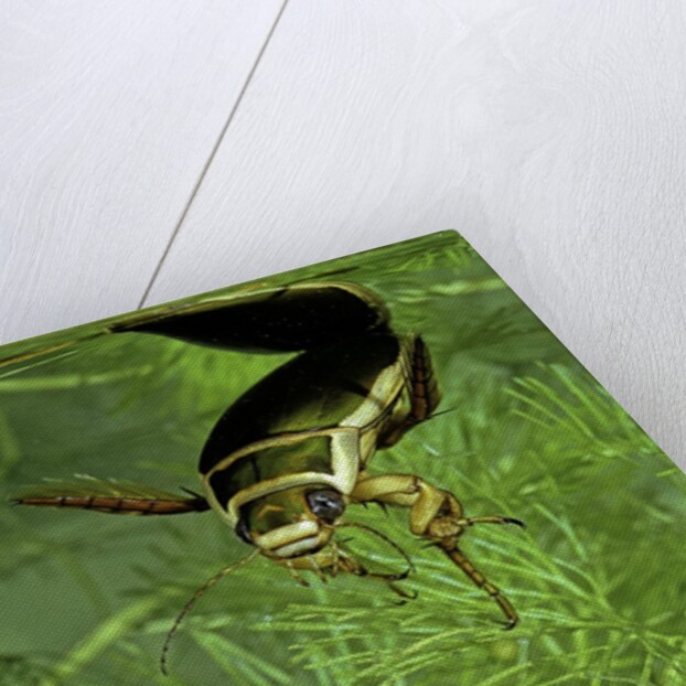 Dytiscus marginalis (great diving beetle) by Anonymous