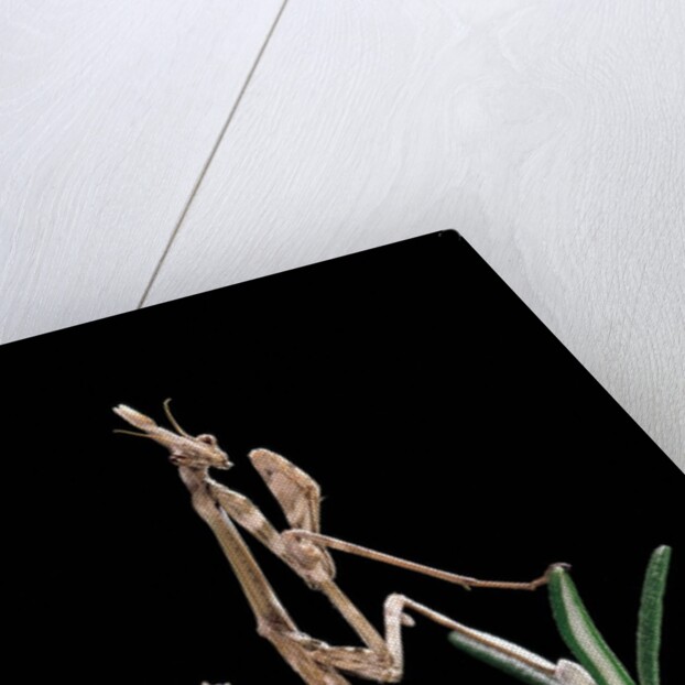 Empusa pennata (conehead mantis) - larva by Anonymous