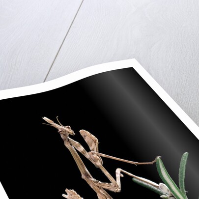 Empusa pennata (conehead mantis) - larva by Anonymous