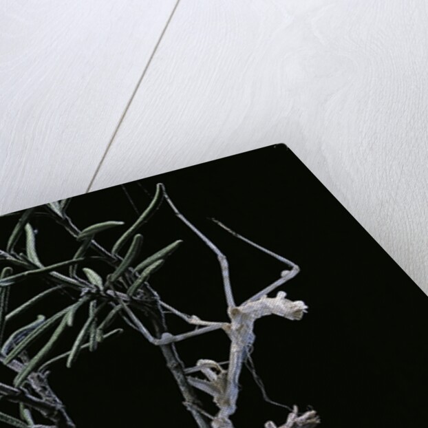 Empusa pennata (conehead mantis) - newly emerged by Anonymous