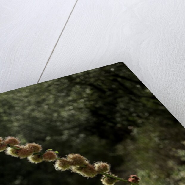 Diplolepis rosae (mossy rose gall wasp) - rose bedeguar gall by Anonymous